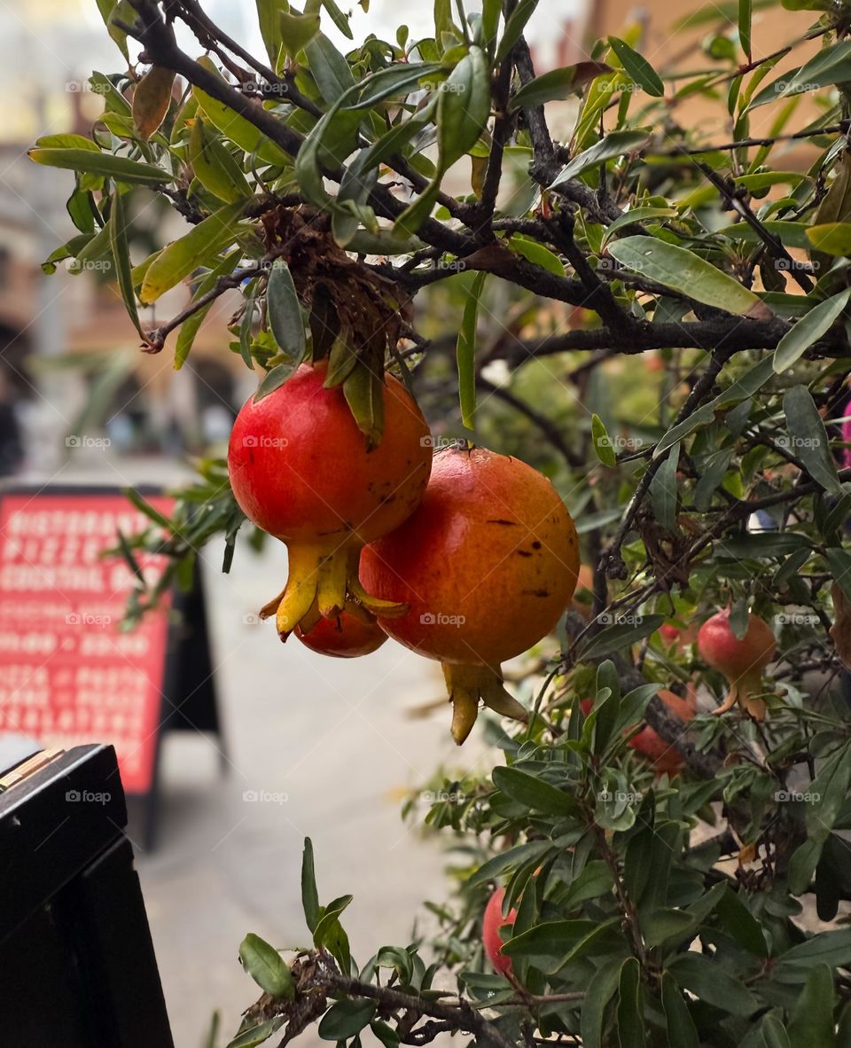 Bright red pomegranates tree on the street in Italy, Ravena, red fruits, European street in the background 