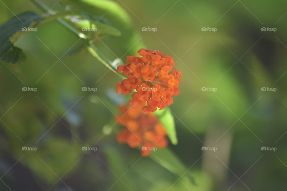 Little orange buddy #eye soothing