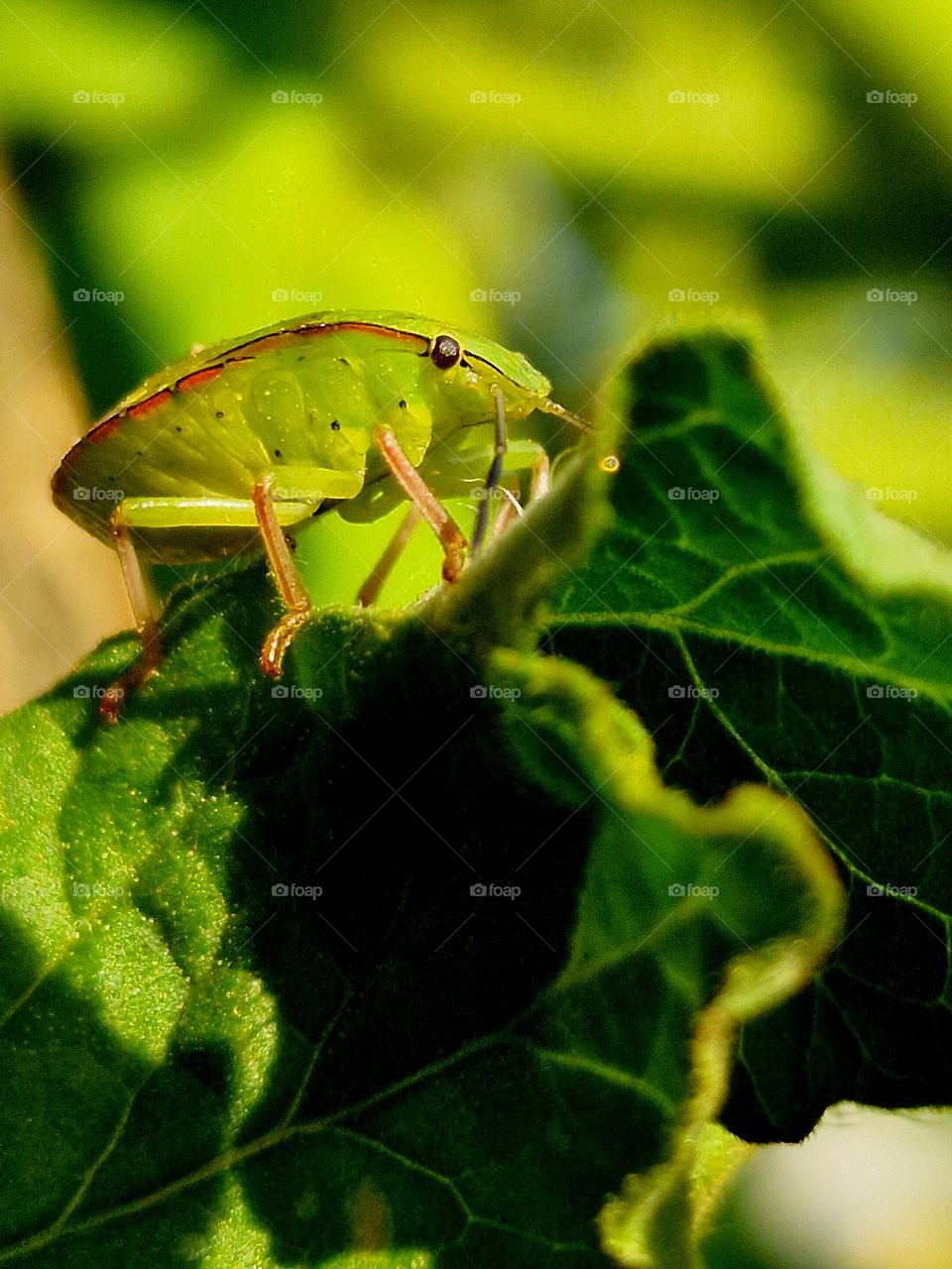 garden beetle