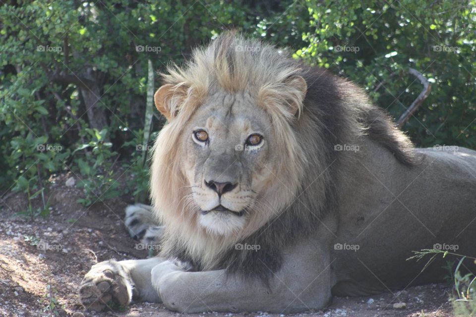 beautiful lion