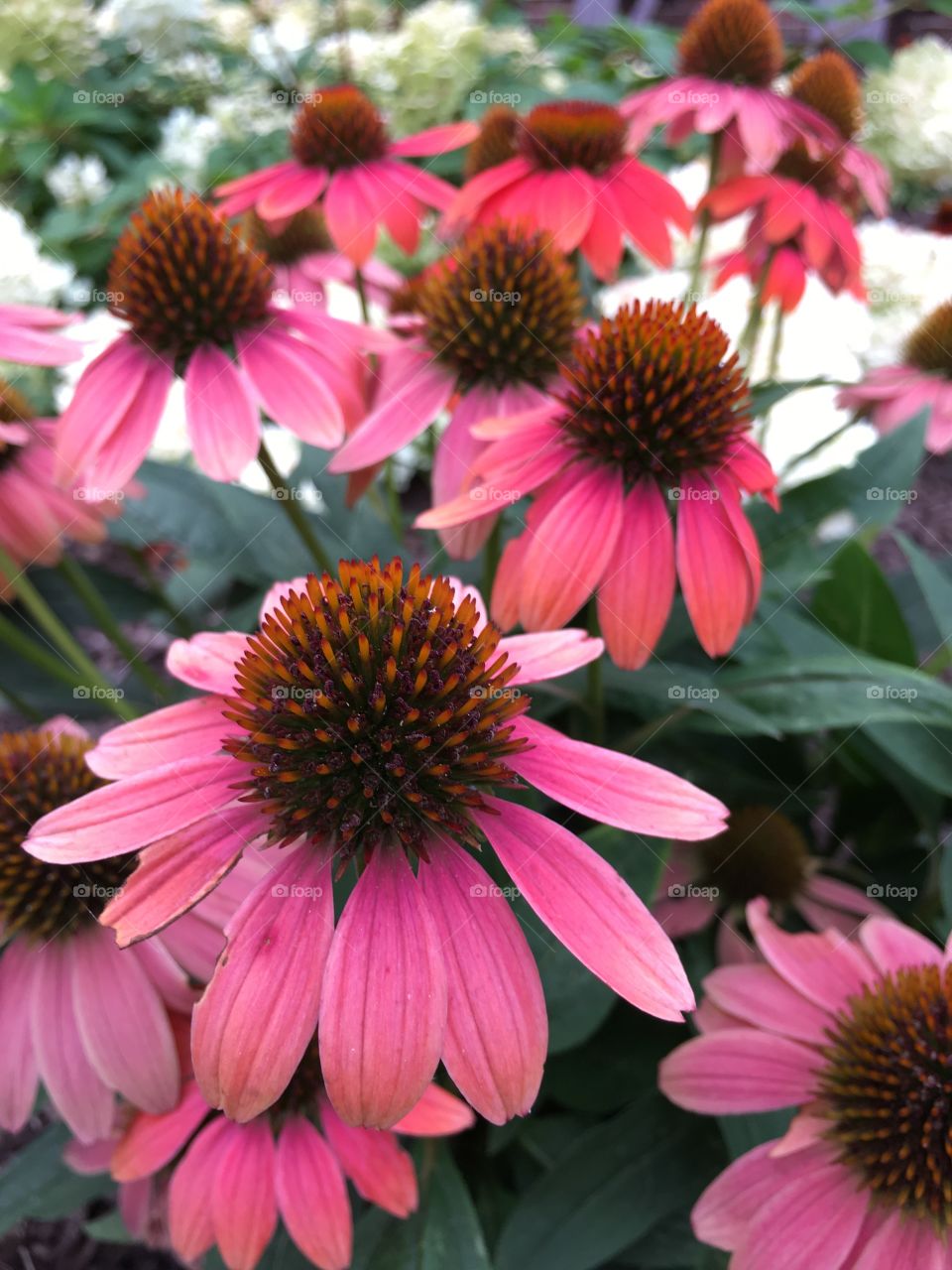 Pink cone flowers