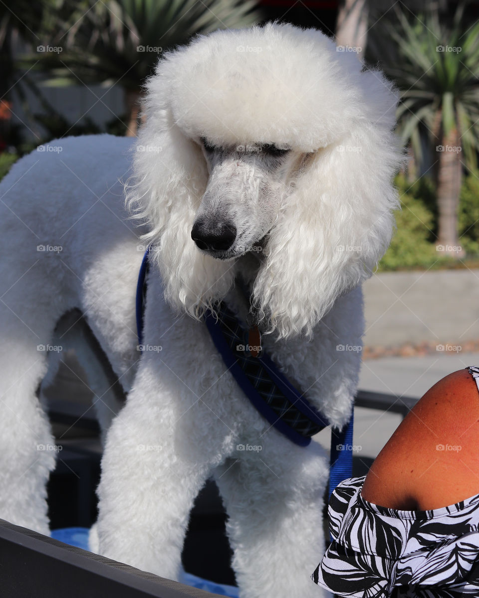 Standard Poodle