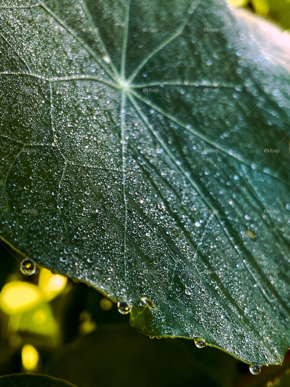 Dew dewdrops dewy waterdrops water drops drop droplets rainwater rain rainy storm weather gloomy mood moody leaf leafs leafy outdoors natural nature plant plants leaves bubbles 