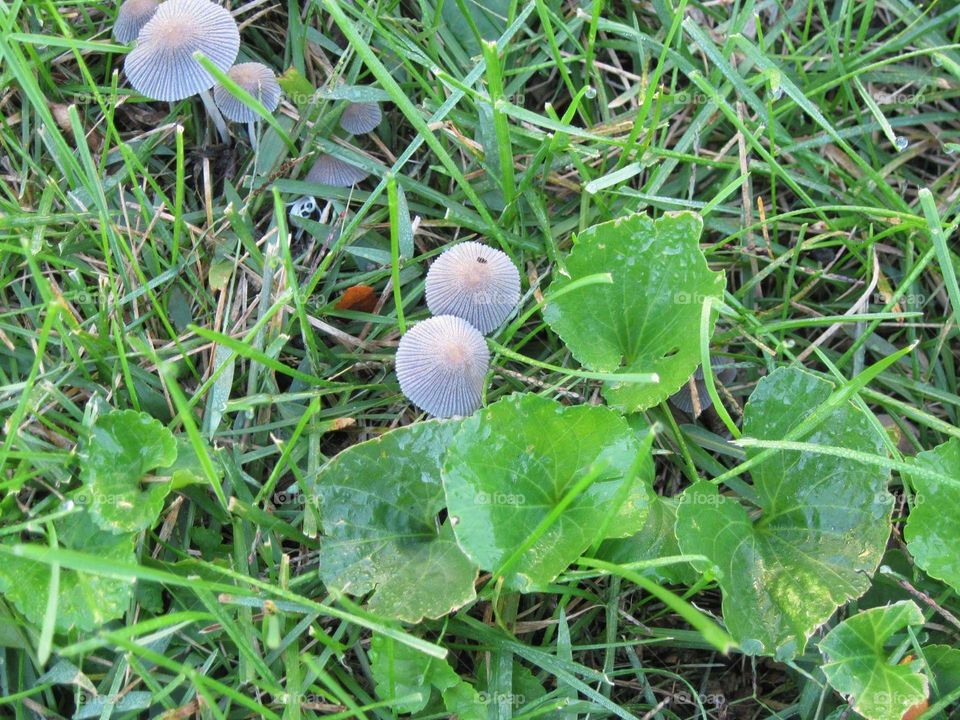 mushrooms. looking the yard over