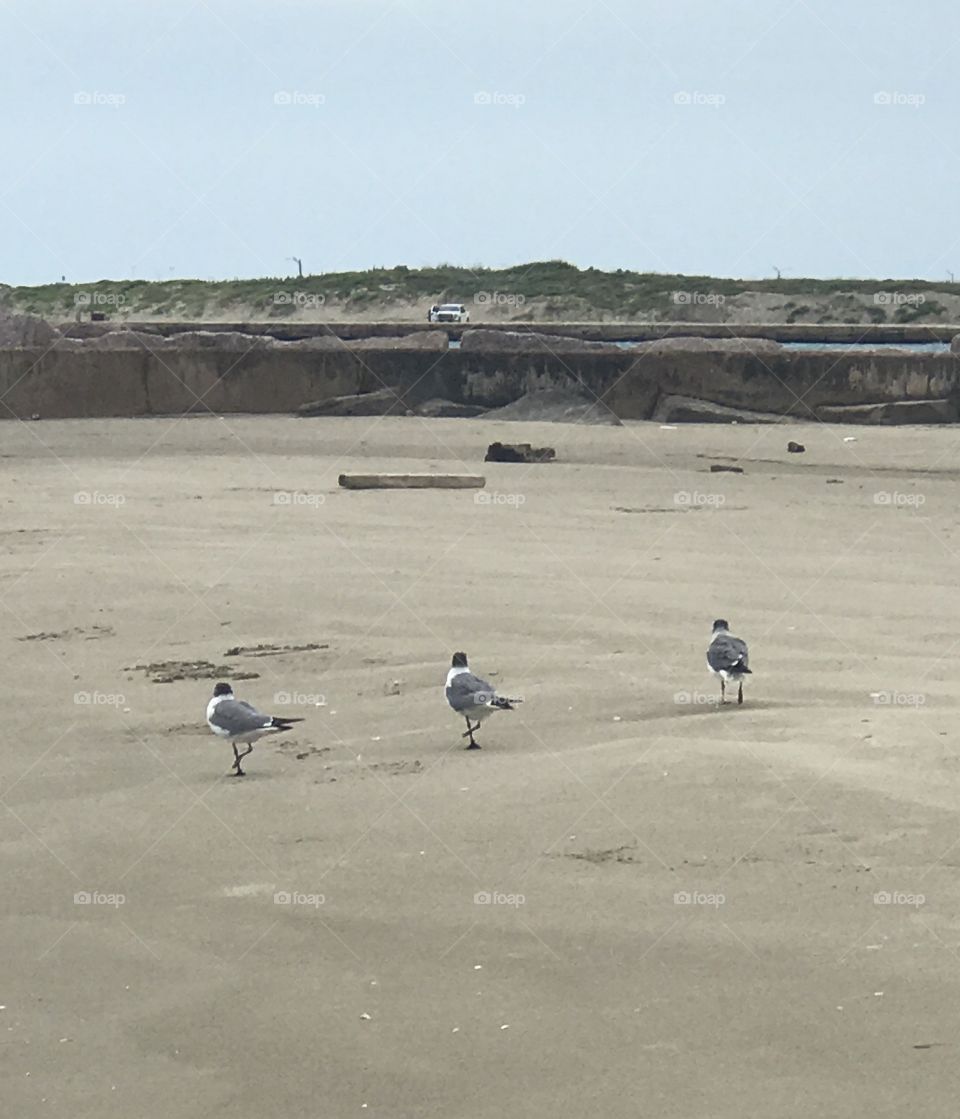 Seagulls at St. Joes island port aransas texas