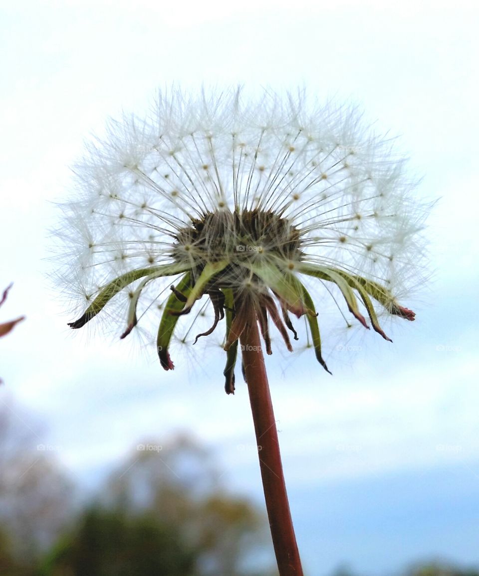 dandelion Seeds