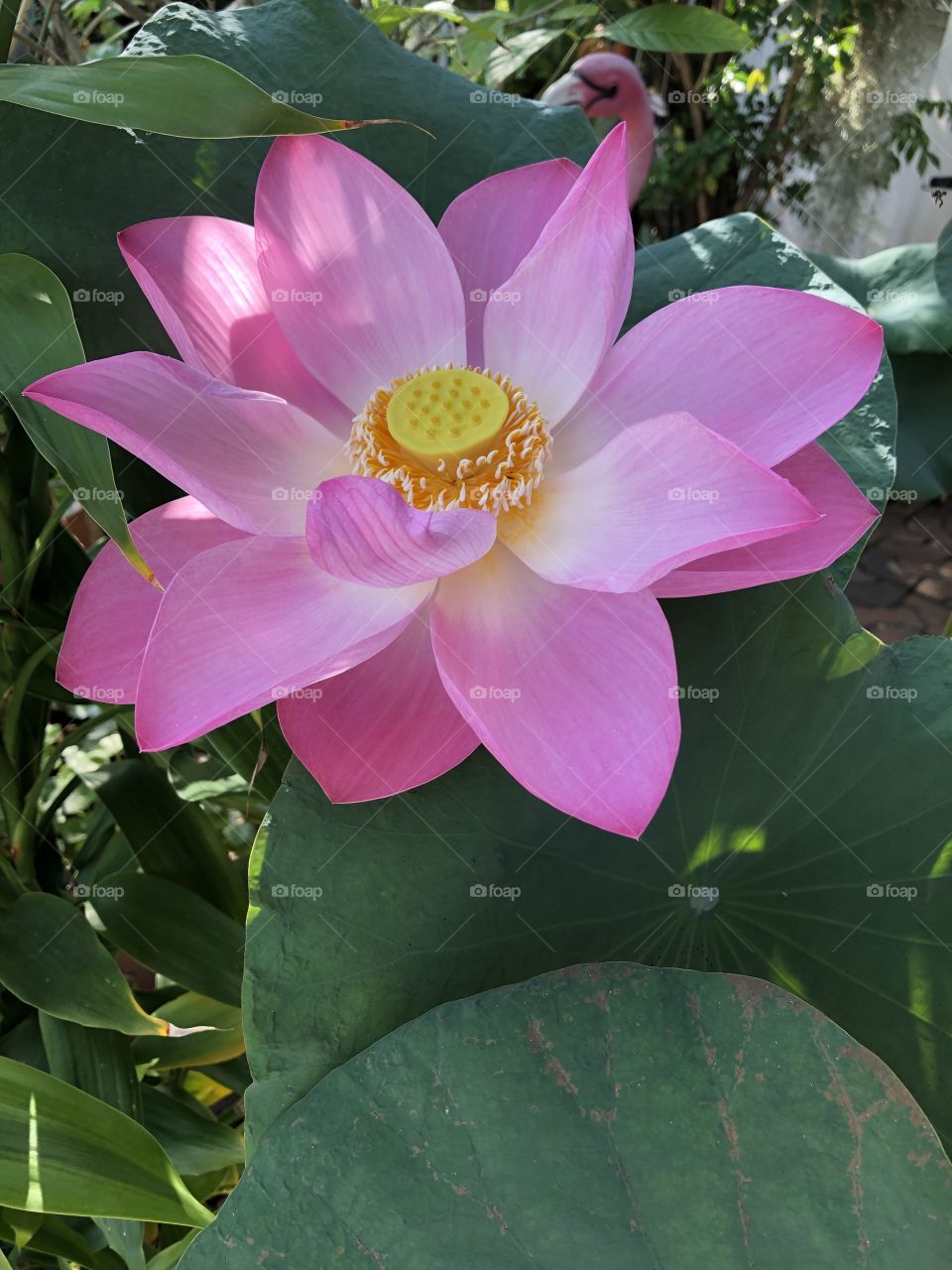 Flower # pink lotus # colorful 