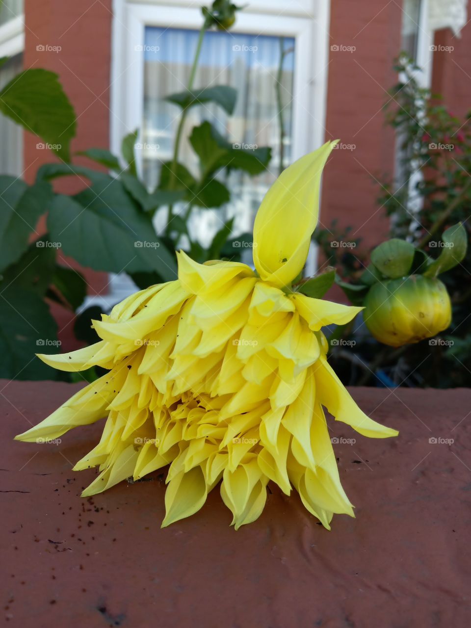 Flower, Nature, No Person, Leaf, Summer