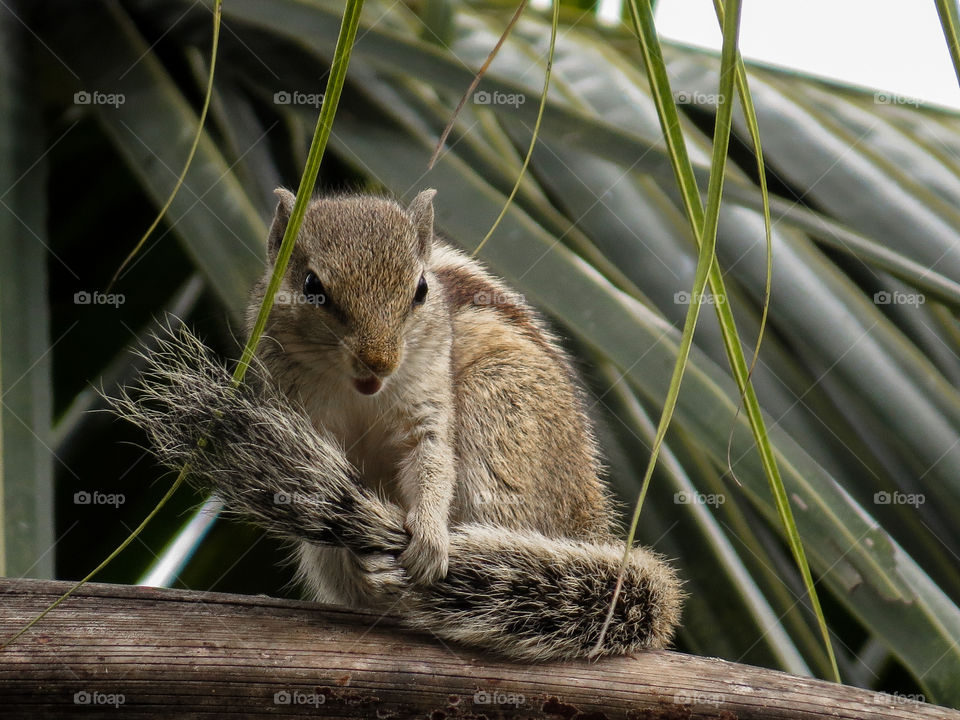 Squirrel sitting on wooden