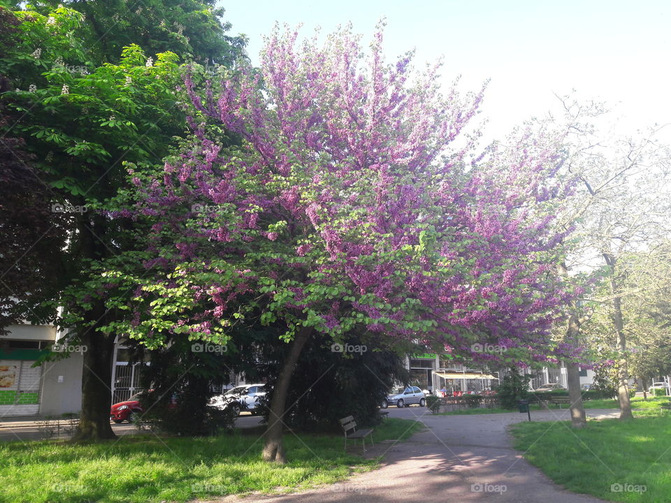 each flower is a person of my earth