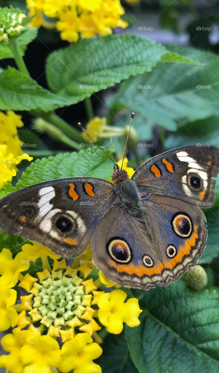 A buckeye butterfly enjoying a sunny day sitting on a flower