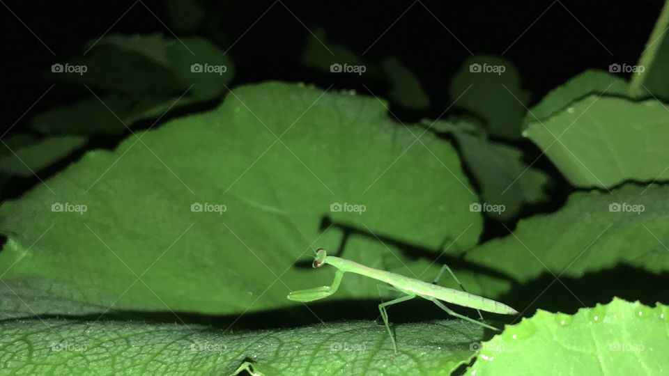 I see a little silhouette of a mantis. 