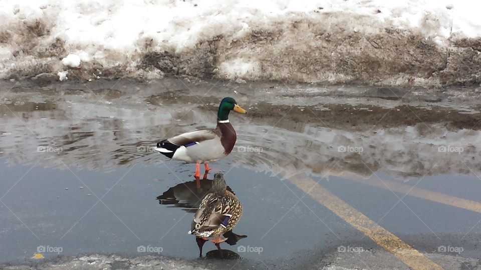 duck soup. ducks enjoying a winter dip