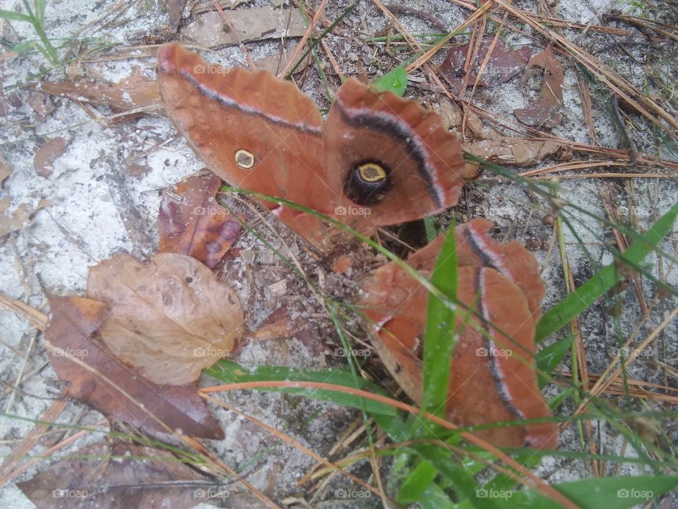 butterfly camouflaged as a leaf