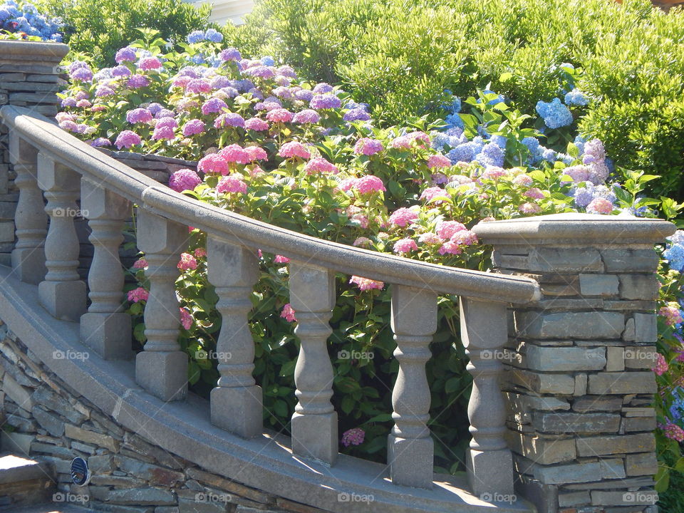 Hydrangeas Growing Along a Handrail