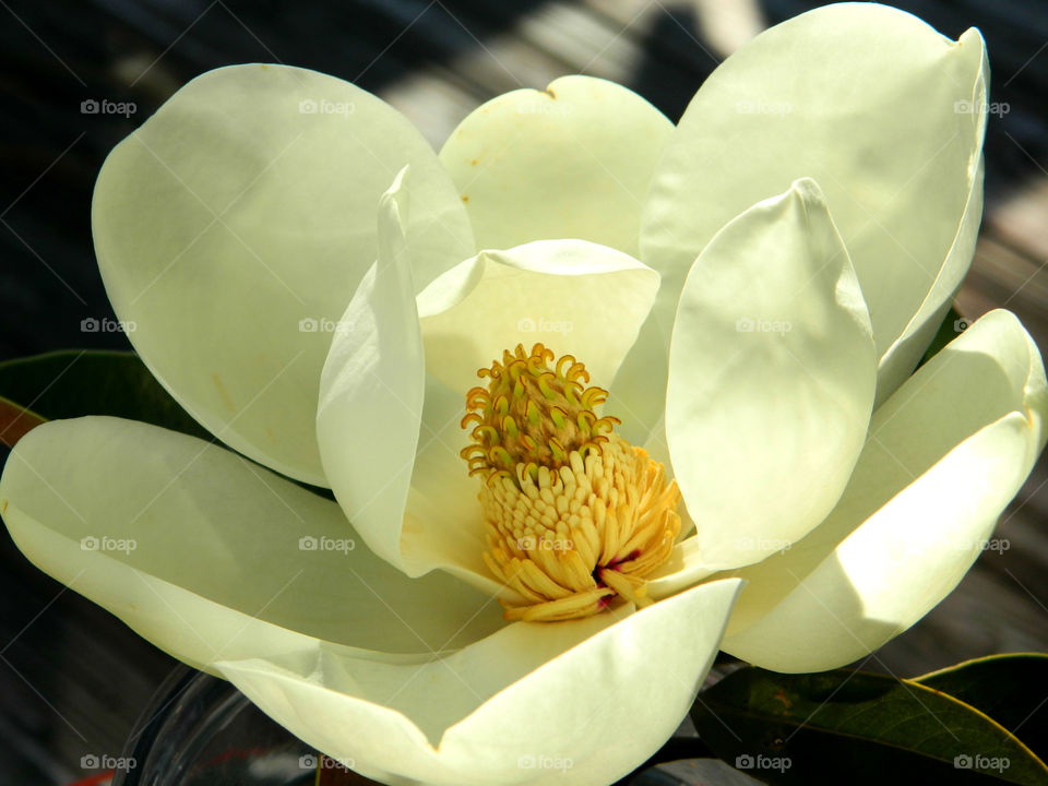 A macro photograph of an open faced Magnolia flower with a colorful center!
