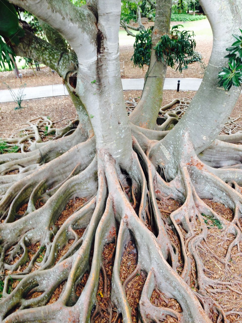 Ambitious banyan tree roots