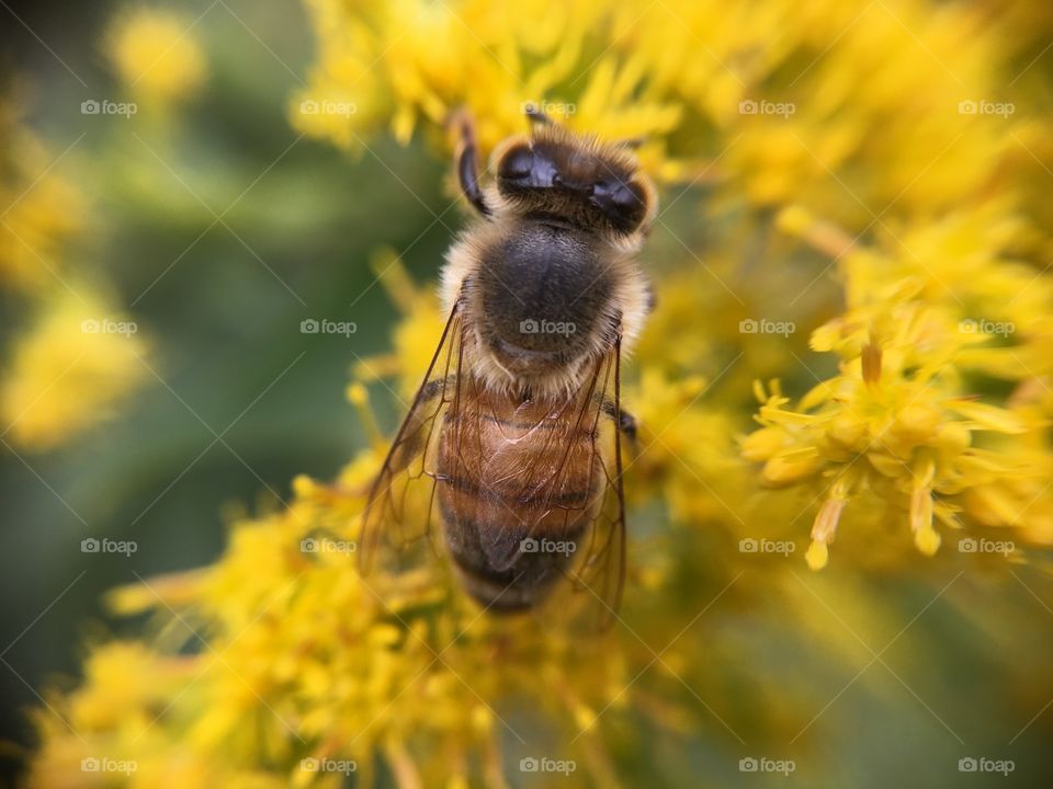 Bee on Goldenrod