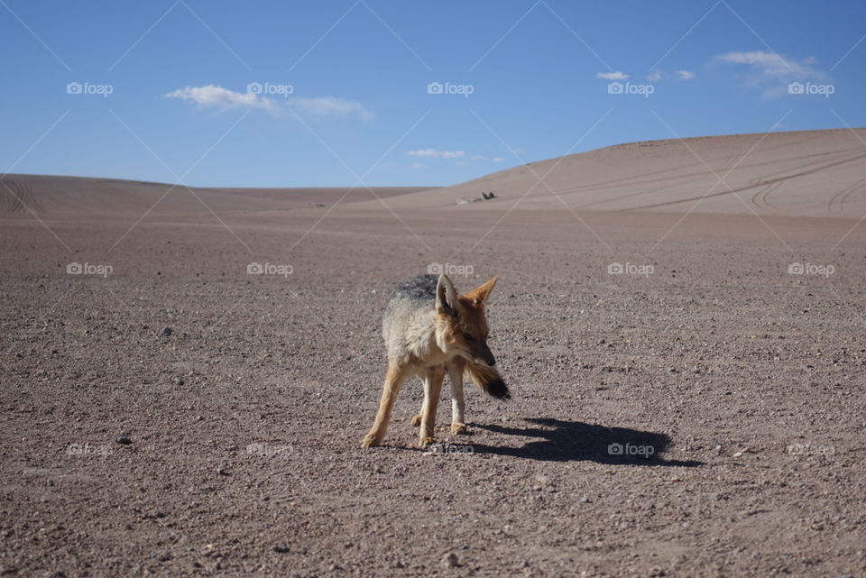 Wild desert fox waiting to pounce