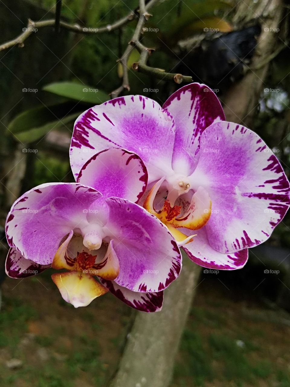 Orchid flower.