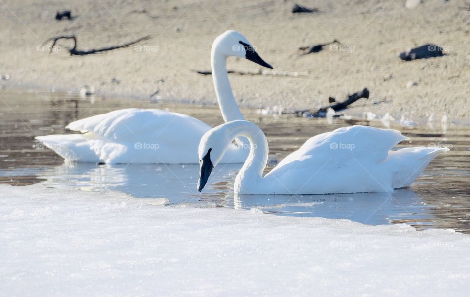 Gorgeous white swans!! 