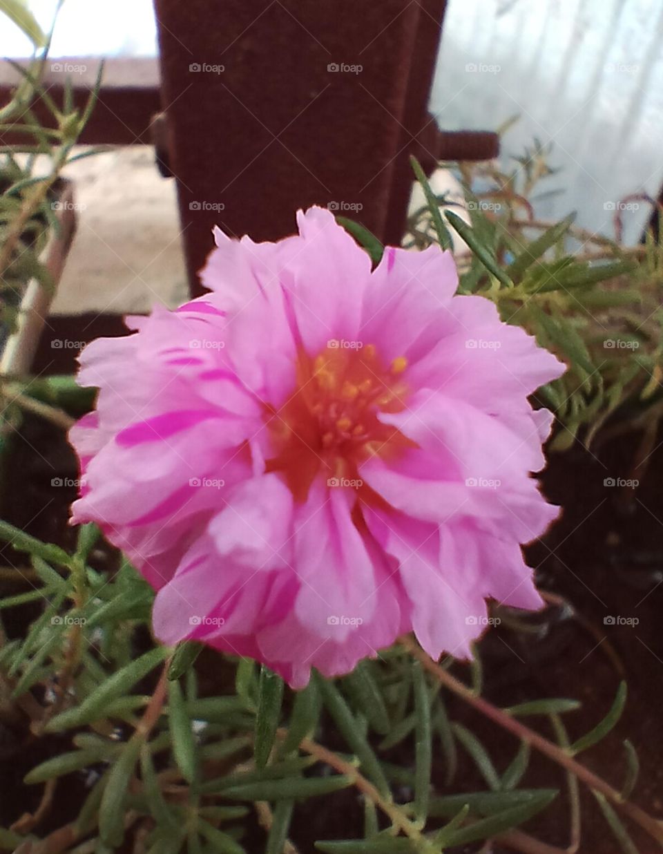 pink flower