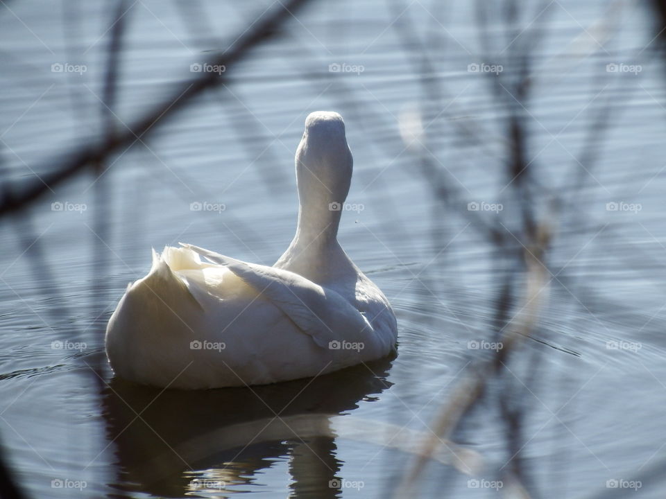 White duck in the sun. A white duck on the water with the sun shining through its feathers