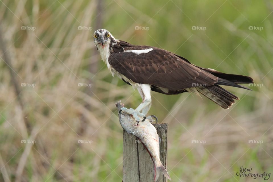 Can't I eat in peace? Osprey's fish dinner