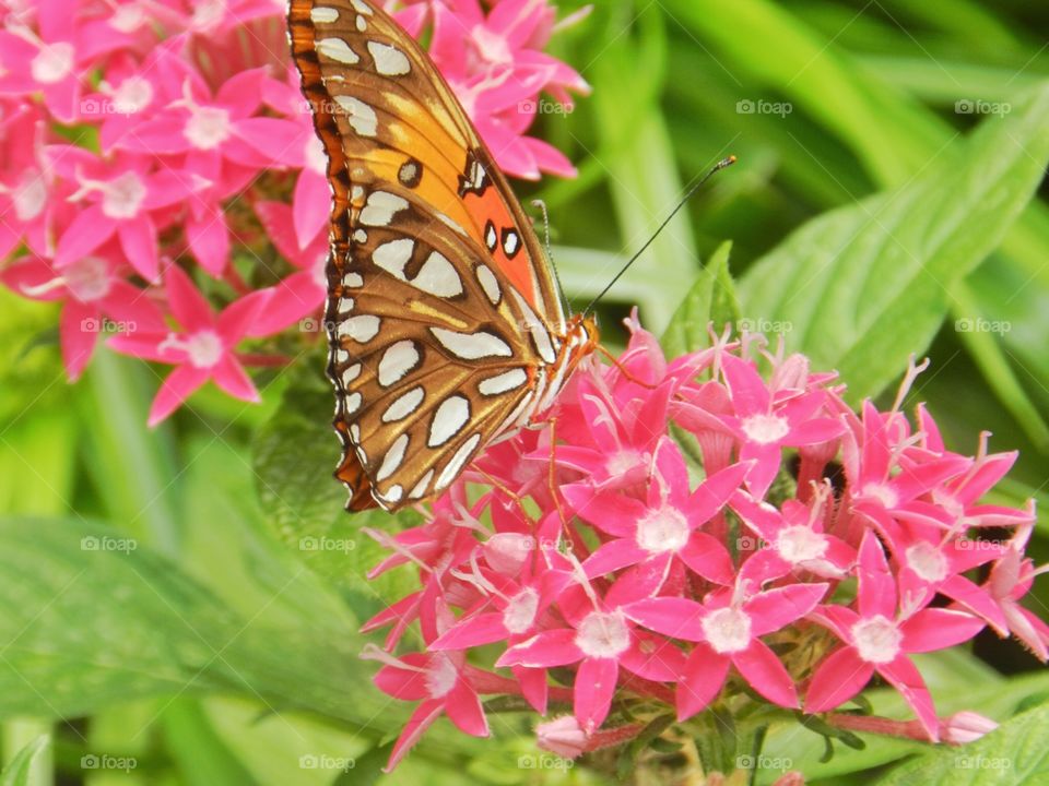 Nature, Flower, Butterfly, Summer, Flora