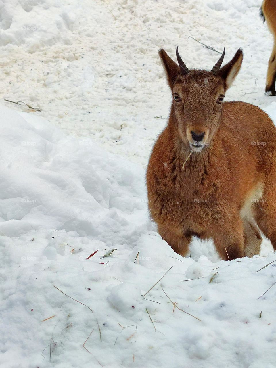 Winter mountains. Mountain goats. The little goat was eating grass from under the snow and became alert when he heard a rustling sound