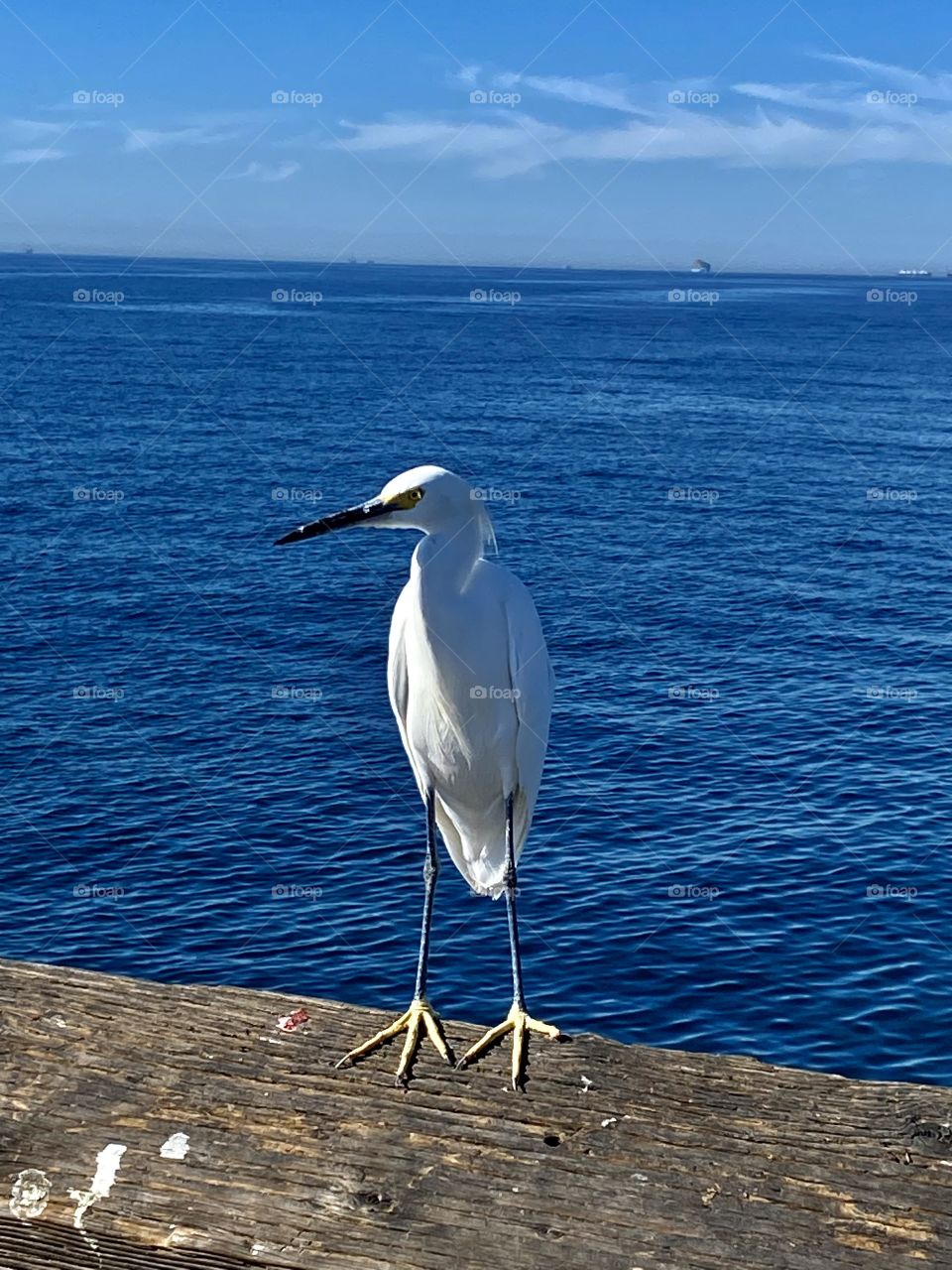 Egret standing on a rail on the Balboa Pier