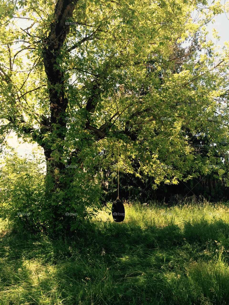 Tire Swing. Old homestead tire swing 