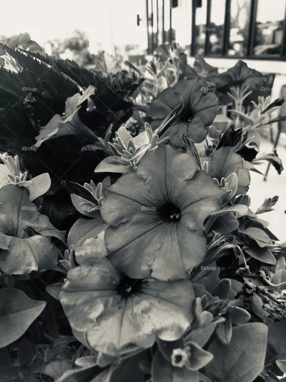 Black and white 