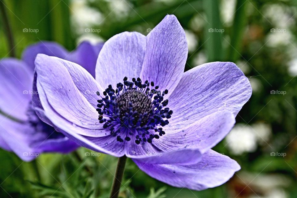 beautiful floral splendor