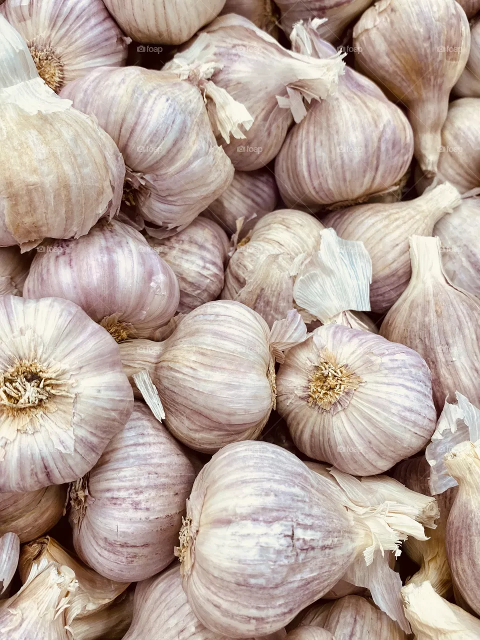 Garlic 