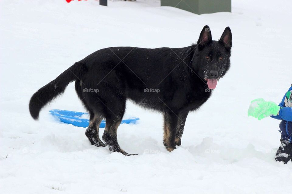 Arrow enjoying the snow. 