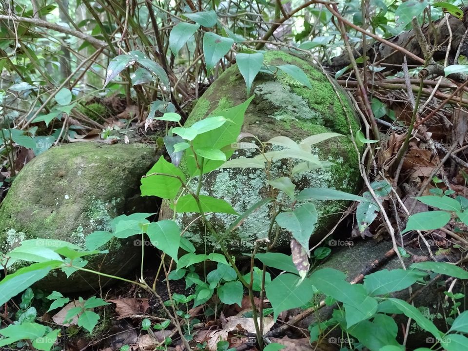 Moss covered rocks in foliage 