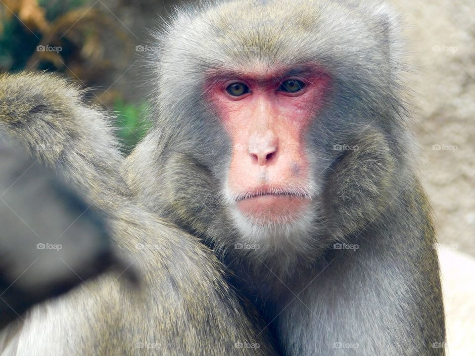 Closeup of the face of a monkey 