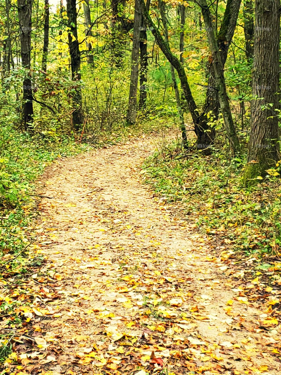 rainy walk in the woods on a trail
