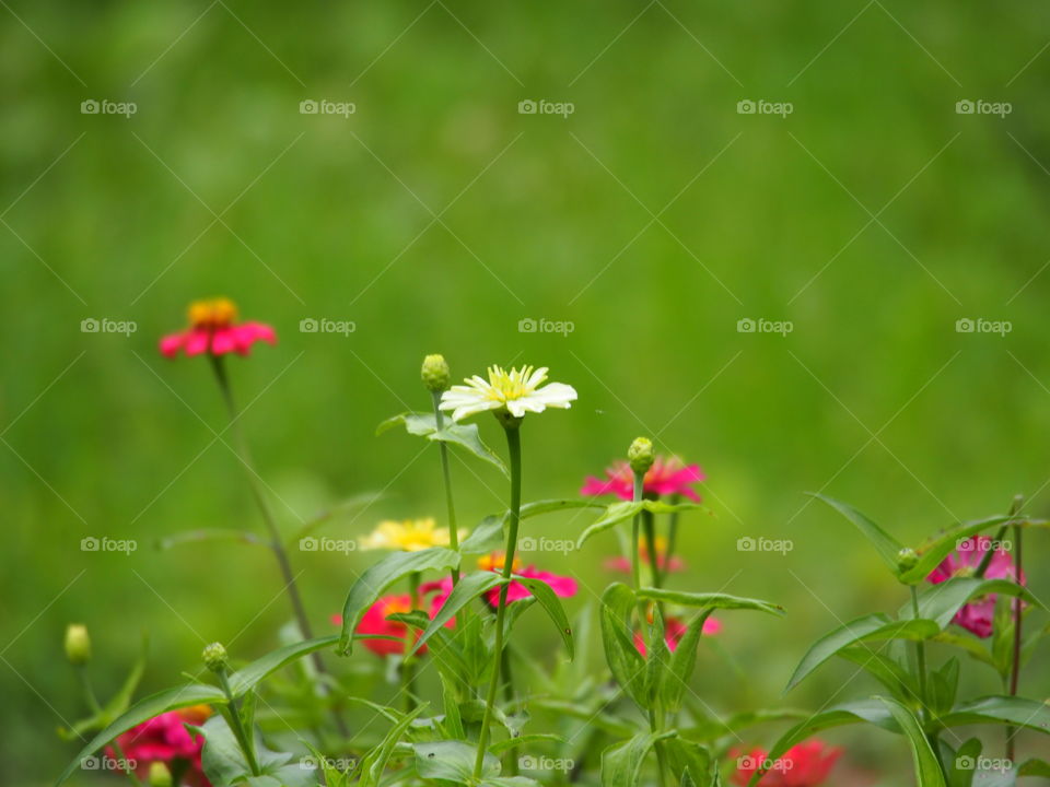 Blossom zinnia in the garden