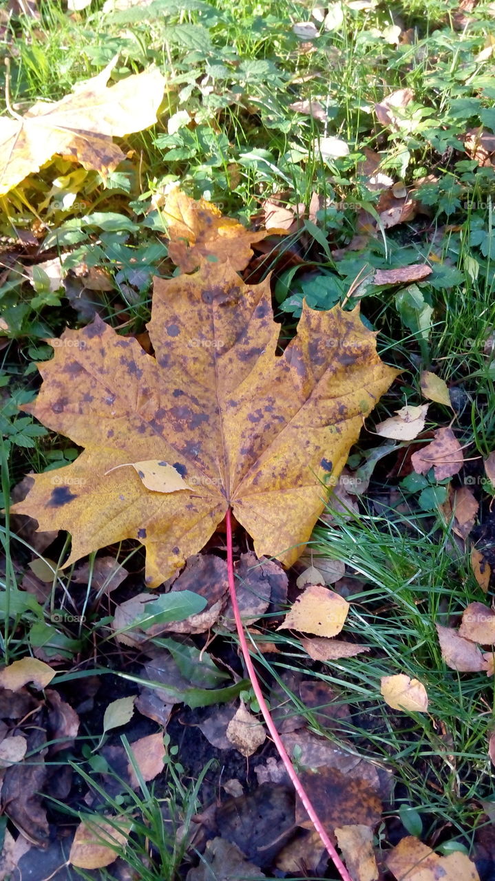 Autumn leaf on grass