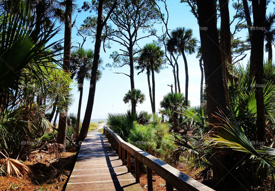 Beautiful boardwalk leading to Hunting Island State Park beach.