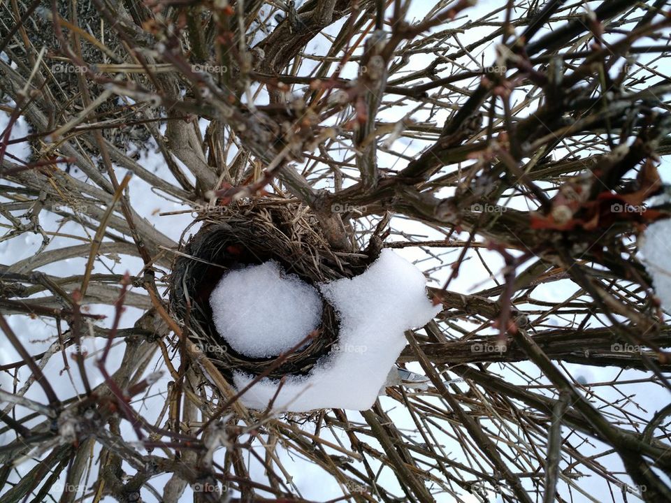 snowy nest