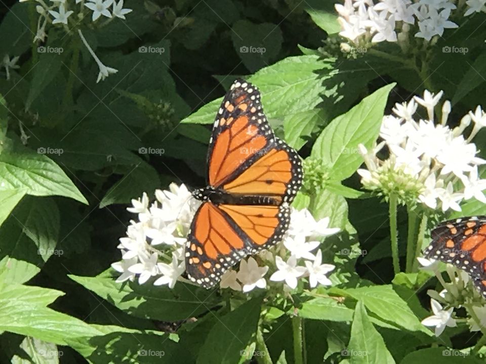 Monarch orange white flower butterfly 