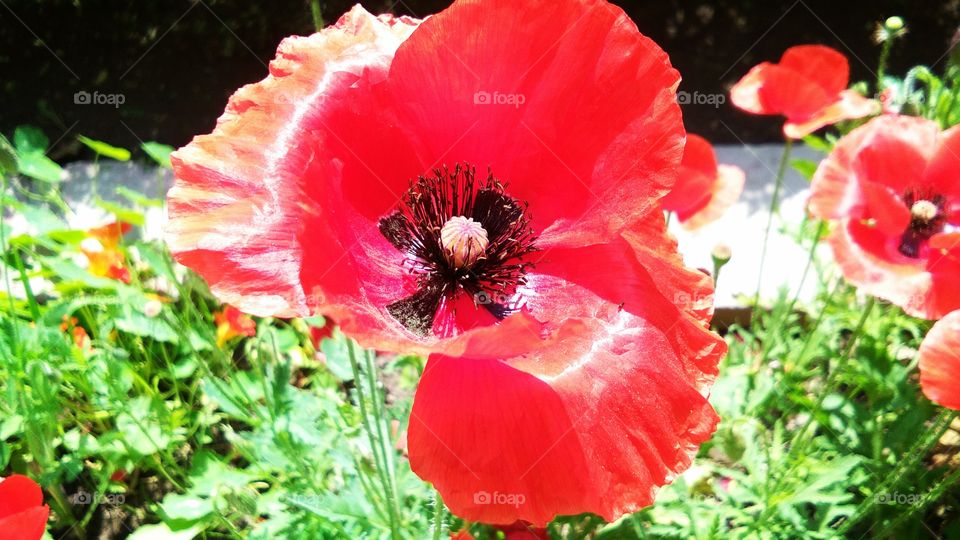 beautiful red poppy flowers or papaver somniferum