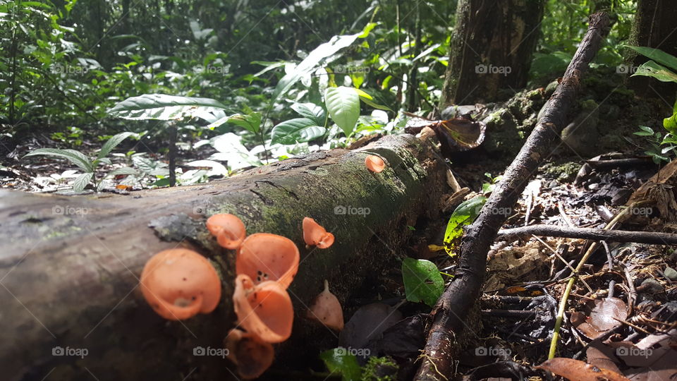 rainforest mushrooms
