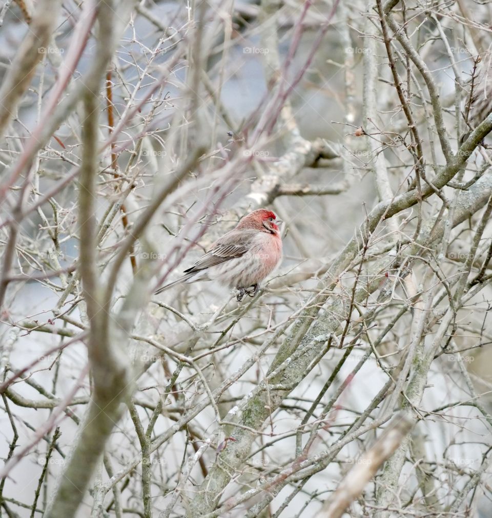 A little bird in a tree, waiting for me to take its picture. (It actually did wait!)