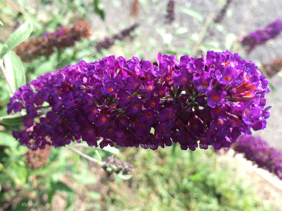 Purple flowers 