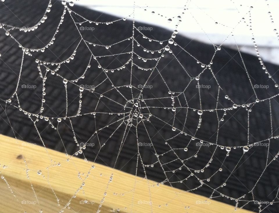 Dewy spider web