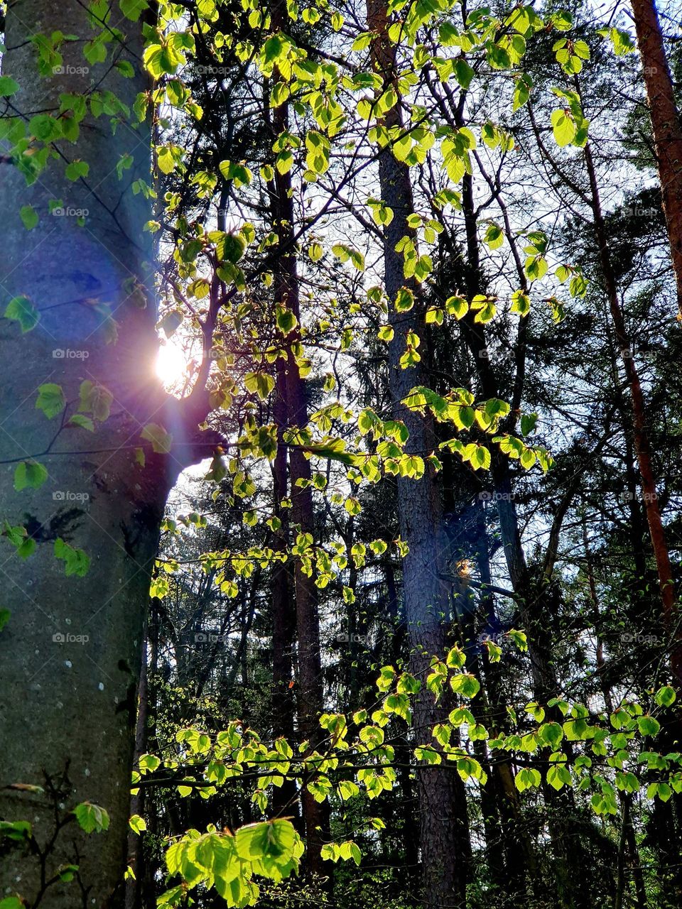 In the forest - sun shines trough the leaves of the trees and illuminates them brightly and in beautiful light green colors